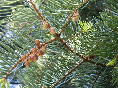 Abies concolor